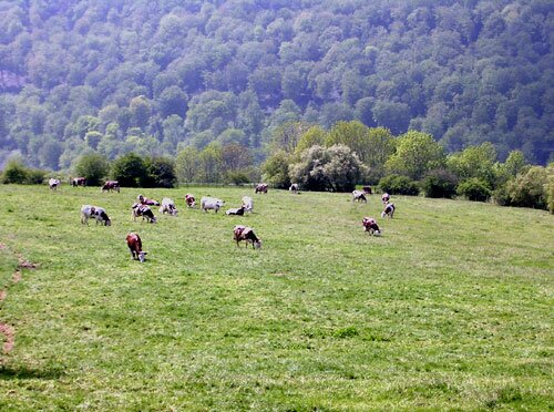 Grazing Montbeliard Cows