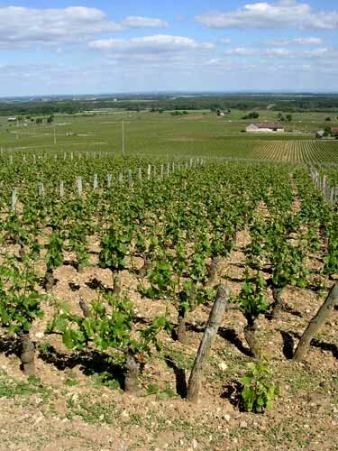 La Côte (Golden Hills) Burgundy