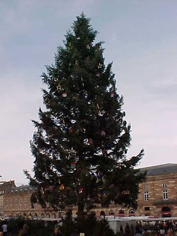 Strasbourg Christmas Market - Main Christmas Tree