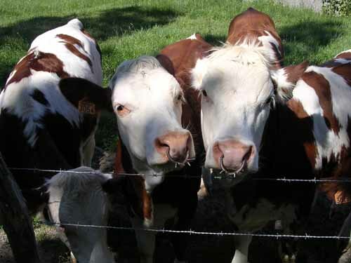 Montbeliard Cows