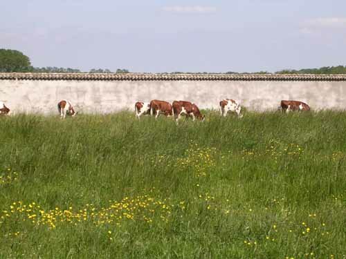 Montbeliard Cows