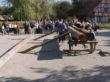 Bull demonstration of moving logs