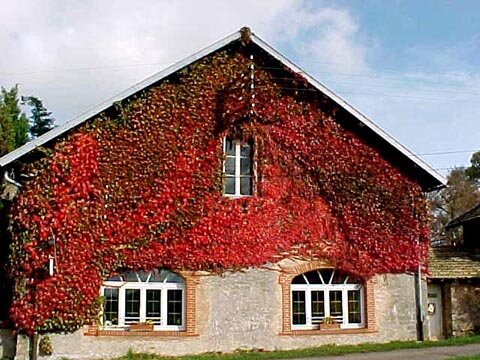 Foliage in France - House with red leafs