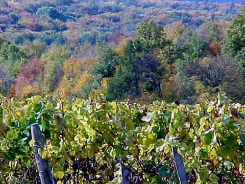 Foliage in France - Vineyard and trees