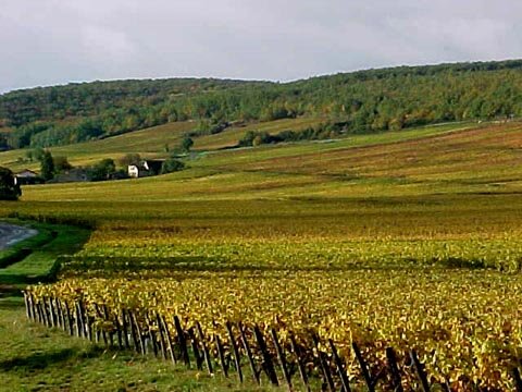 Foliage in France - Vineyard