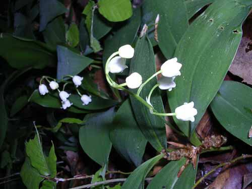 Lily of the Valley Muguets