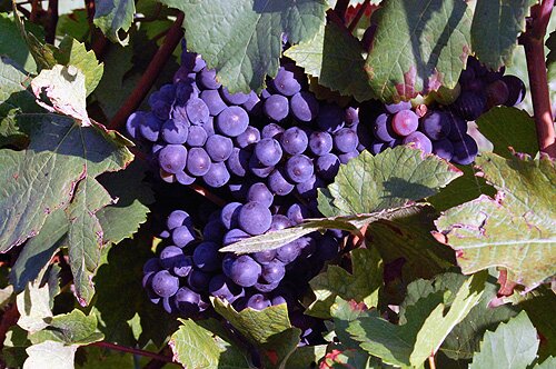Grapes Burgundy 2008