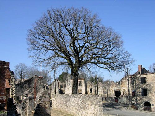 Photo of a tree in Oradour-sur-Glane.