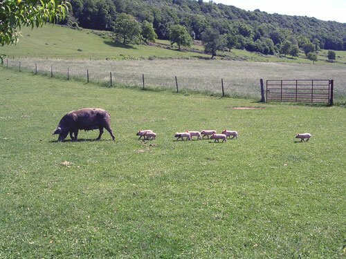 This is a photo of pigs walking in France.