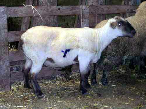sheep after being sheared