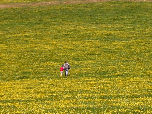 Field in Burgundy France. Spring 2007.