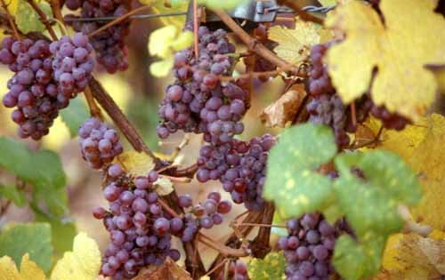 Alsace Grapes