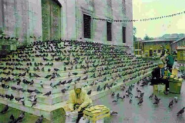 Pigeons waiting to be fed, in Istanbul Turkey