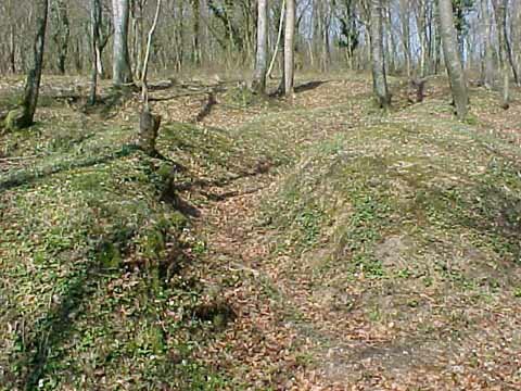 Trench through the woods
