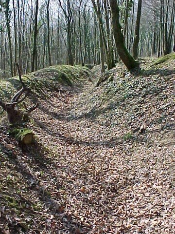WW I trench through the woods