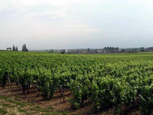 Vineyard of Chateau du Clos de Vougeot