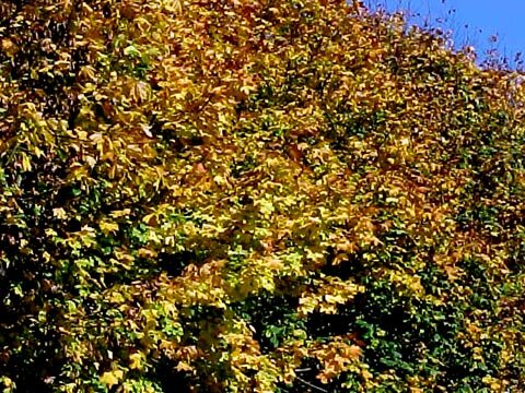 Foliage in France - Yellow Leafs