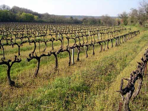 Vineyard Provence
