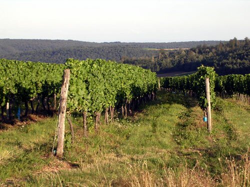 Hautes-Côtes Vineyards