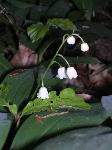 Lily of the Valley Muguets