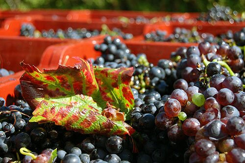 Pinot Noir grapes in Burgundy France