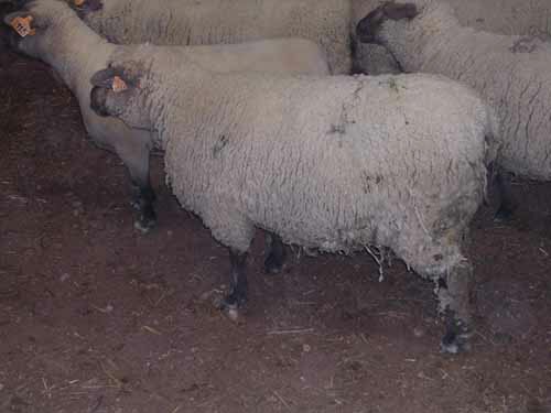 Sheep before being sheared